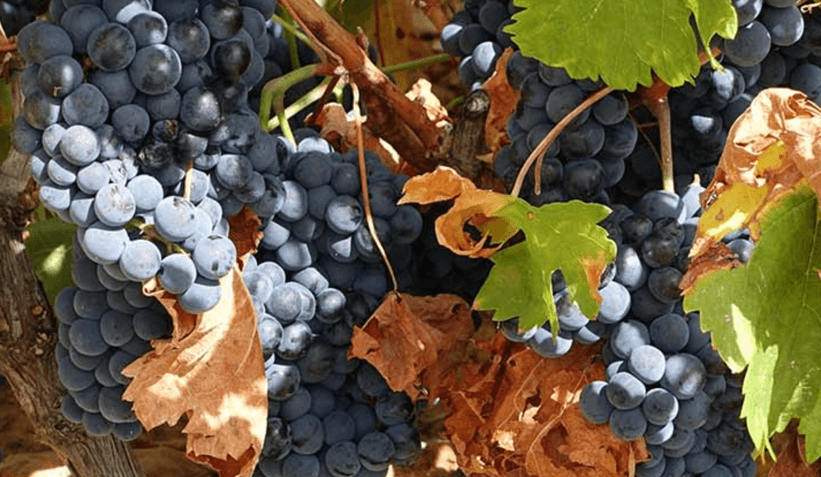 Bodegas El Hacedor 1