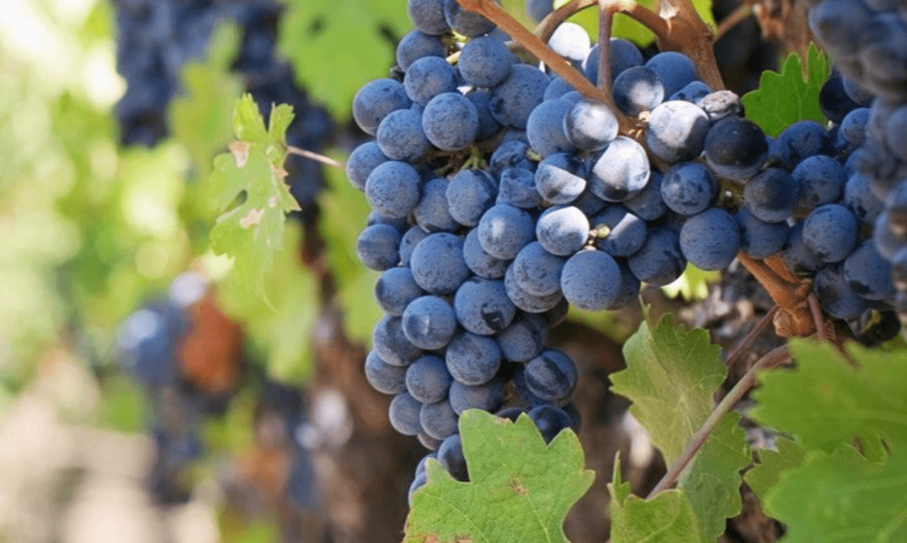 Bodegas Francisco Casas 1